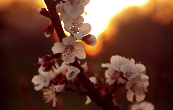 Picture the sun, sunset, cherry, spring, flowering, Boke