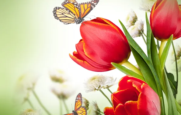 Butterfly, flowers, chrysanthemum, red tulips