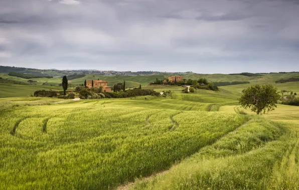 Field, summer, the sky, clouds, trees, line, hills, field