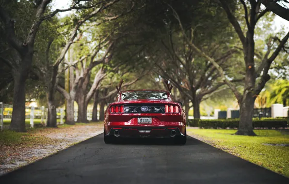 Trees, the fence, road, Mustang, Ford, back, tail light, farm