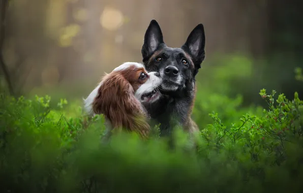 Greens, dogs, a couple, The cavalier king Charles Spaniel, Belgian shepherd