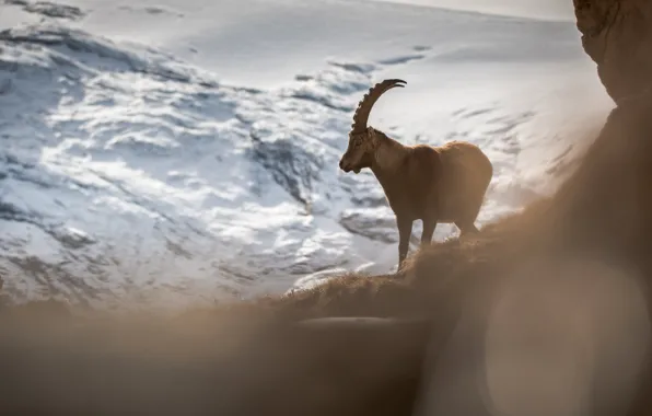 Winter, snow, mountains, rock, the slopes, view, goat, mountain