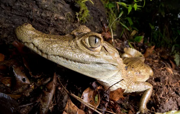 Picture nature, background, crocodile