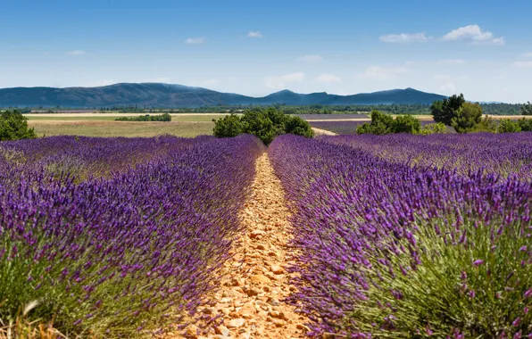 Field, summer, the sky, clouds, trees, flowers, mountains, nature