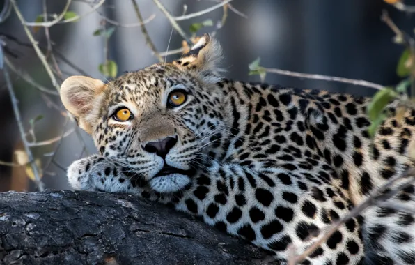 Picture look, leopard, wild cat, handsome