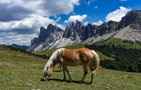 Forest, the sky, clouds, mountains, blue, rocks, horse, horse