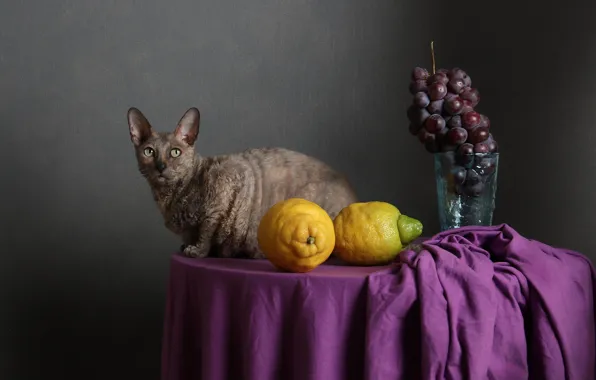 Cat, cat, table, wall, grapes, vase, fruit, still life