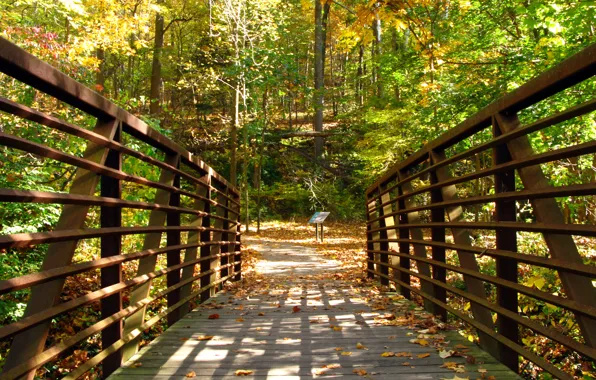 Picture autumn, leaves, trees, Nature, the bridge, falling leaves, trees, bridge