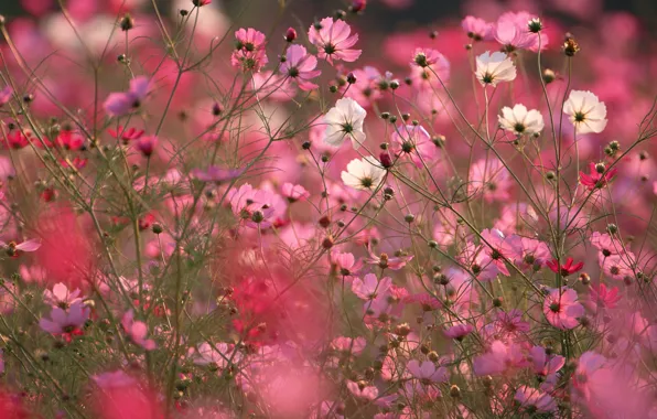 Field, macro, flowers, pink, kosmeya