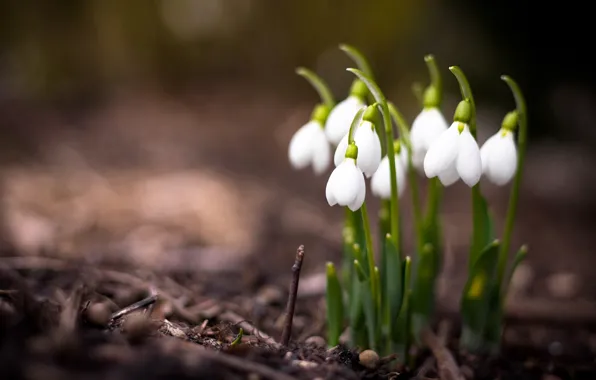 Picture macro, flowers, nature, photo, plants, spring, snowdrops