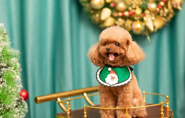 Language, look, dog, Christmas, costume, outfit, puppy, New year
