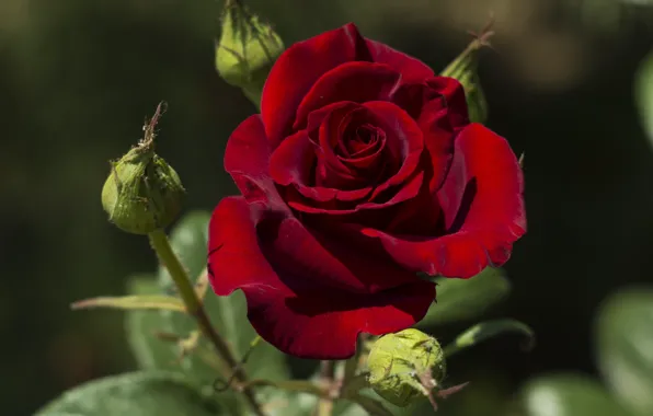 Flower, background, rose, red, buds, one, dark red
