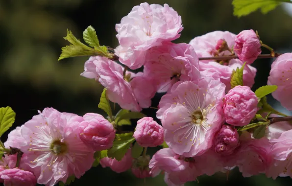 Leaves, macro, flowers, branch, spring, pink, flowering, almonds