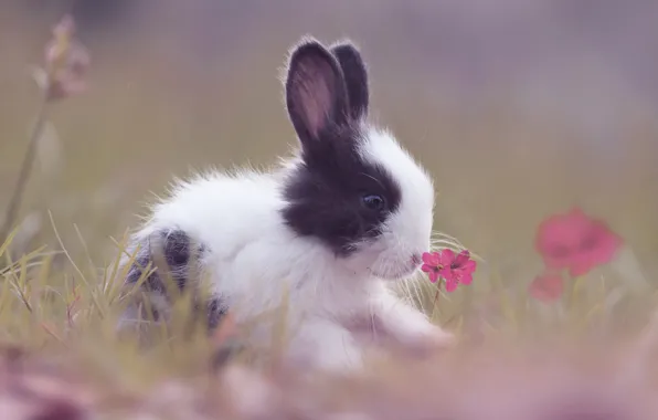 Grass, flowers, glade, hare, rabbit, rabbit, hare