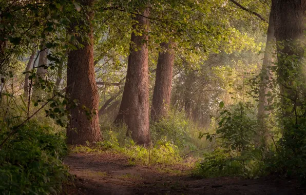 Picture forest, summer, trees, landscape, nature, path, Andrei, Shatura