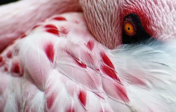Picture white, pink, Flamingo
