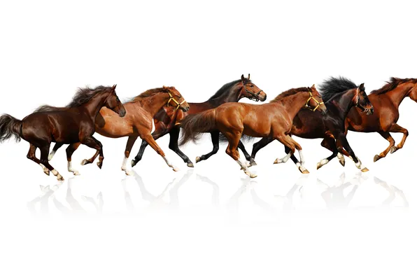 Picture reflection, horses, horse, white background, brown, the herd, jump