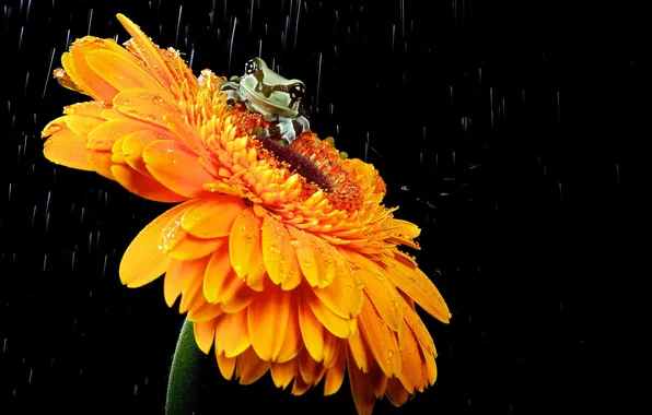 Flowers, nature, frog