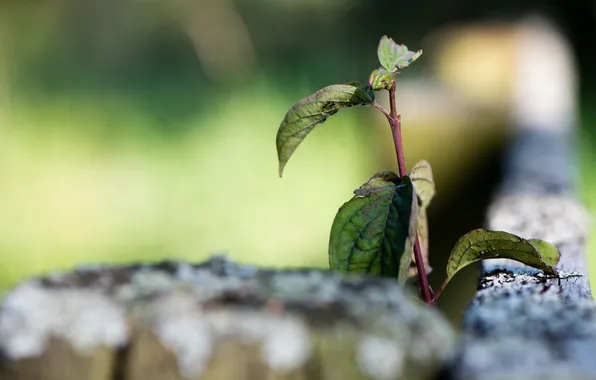 Picture macro, the fence, branch