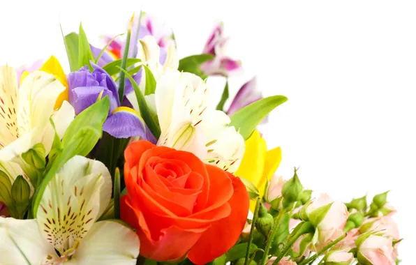 Picture flowers, roses, tulips, white background, irises, white chrysanthemums, Alstroemeria