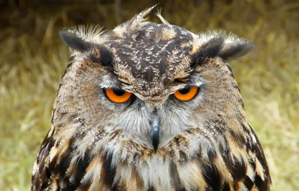 Picture photography, closeup, black and brown owl, european eagle owl