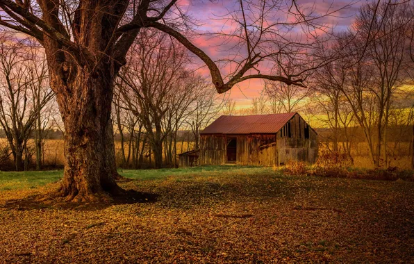 Trees, home, morning, abandoned