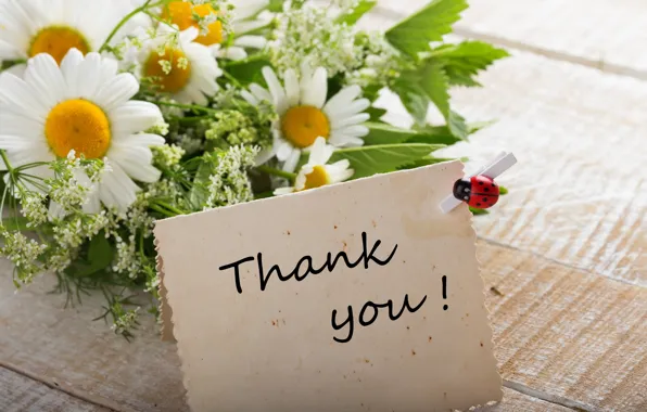 Picture chamomile, bouquet, flowers, thank you