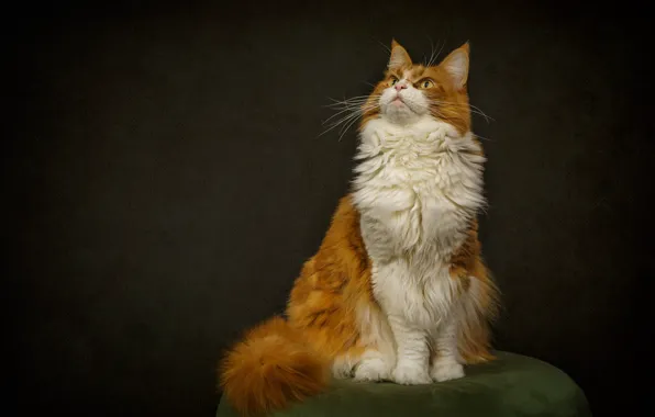Cat, cat, look, face, pose, the dark background, red, sitting