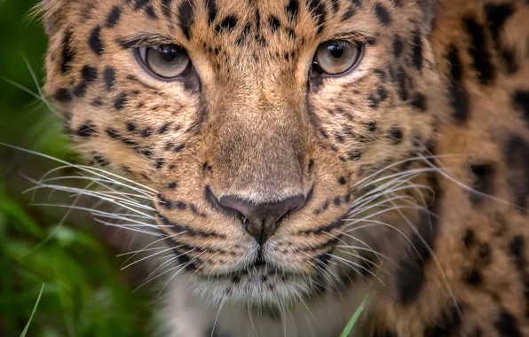 Picture look, portrait, leopard