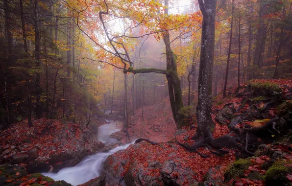 Autumn, forest, fog, river