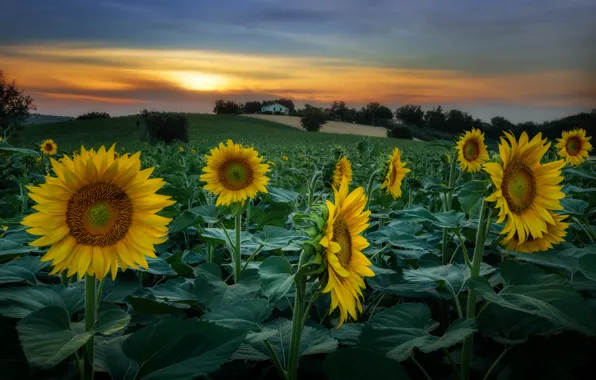 Summer, sunflowers, sunset, flowers, yellow, hills, the evening, house