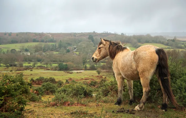 Autumn, look, landscape, nature, overcast, horse, vegetation, horse