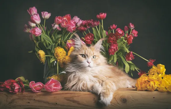 Picture Maine Coon, flowers, tulips