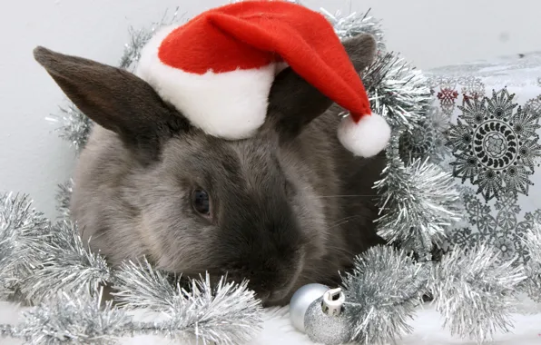 Hat, rabbit, New year