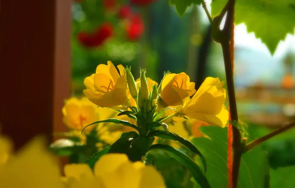 Picture Spring, Spring, Yellow flowers, Yellow flowers