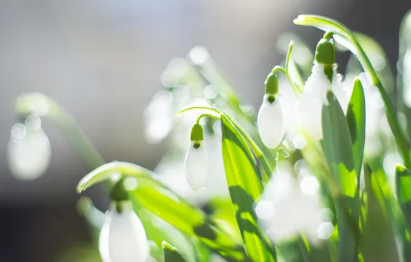 Leaves, light, flowers, blur, spring, snowdrops, white, buds