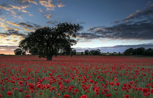Picture field, trees, landscape, Maki, the evening