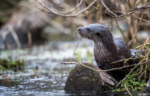 Branches, river, shore, wet, bathing, log, pond, otter