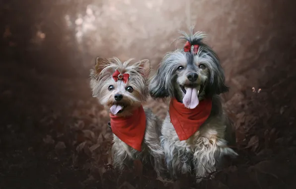 Forest, language, dogs, look, leaves, nature, Park, together