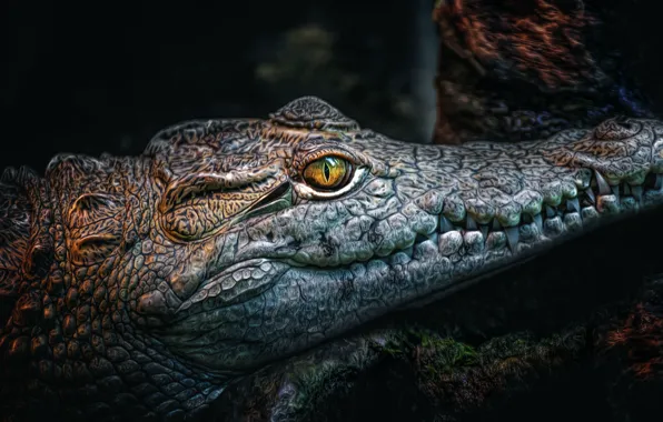 Treatment, teeth, crocodile, ancient smile