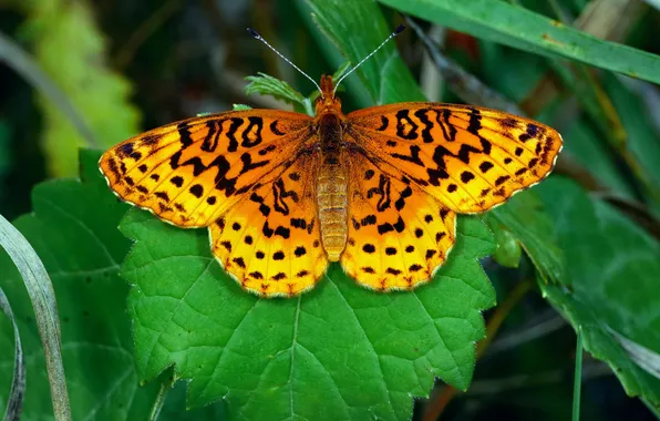 Leaves, microsemi, wings, Butterfly, insect, beautiful, closeup