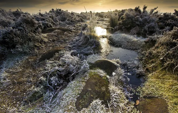 Picture frost, field, landscape