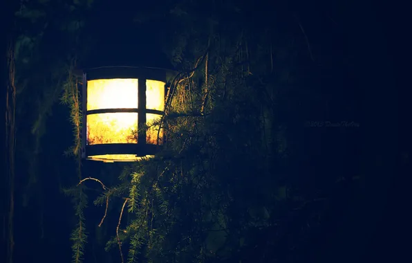 Picture light, branches, tree, lantern