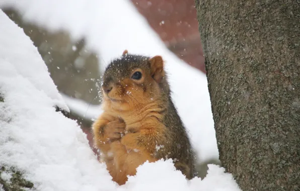 Winter, snow, protein