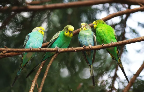 Birds, Branches, Parrot, Bitch, Parrot, Four, Parrot, Bird