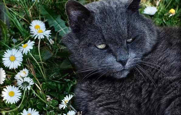 Greens, cat, summer, cat, look, light, flowers, pose