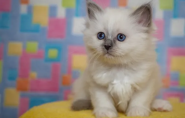 Look, pose, squares, kitty, background, baby, muzzle, cute