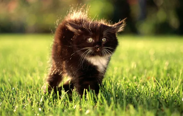 Grass, eyes, look, kitty, surprise, lawn