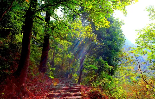 FOREST, GREENS, TRAIL, LIGHT, RAYS, STAGE