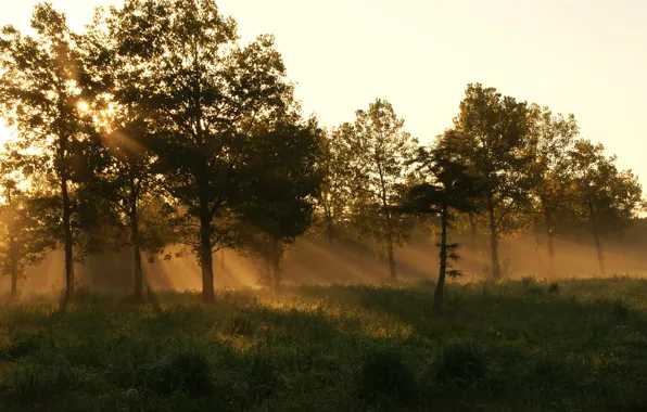 Forest, summer, grass, fog, morning